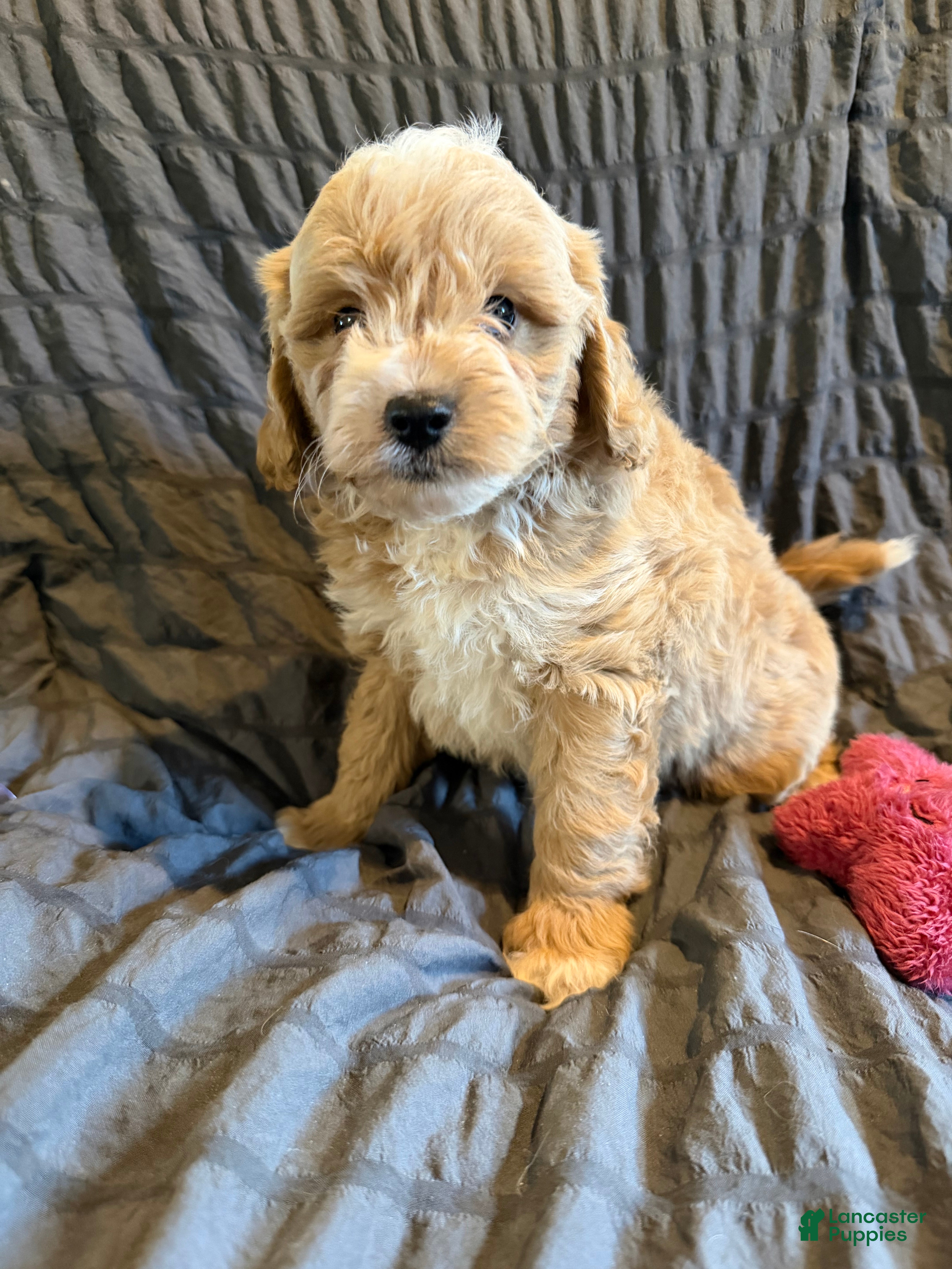 Mini Goldendoodle dogs Mini Goldendoodle Puppy 2 - Ad 1