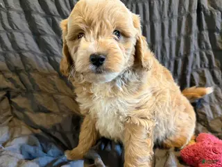 Mini Goldendoodle dogs for sale: Mini Goldendoodle Puppy 2 - Ad 3