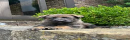 German Shepherd dogs for sale: Hanz - Ad 2