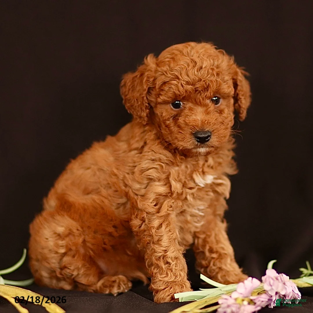 Miniature Poodle dogs for sale: Justin - Ad 1