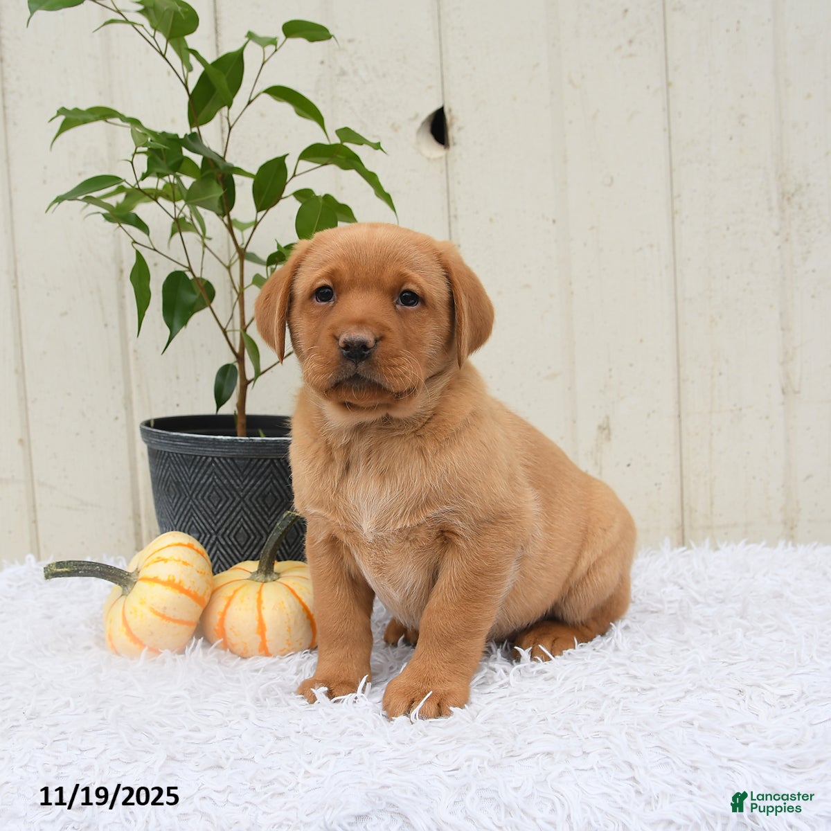 Labrador Retriever dogs Remy - Ad 9