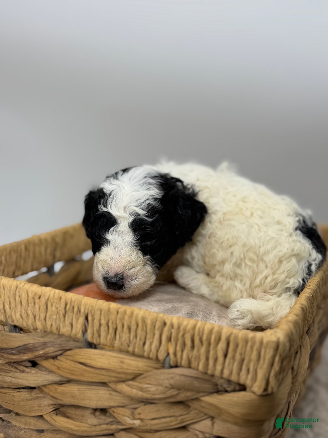 Miniature Poodle dogs for sale: Stuffing - Ad 5