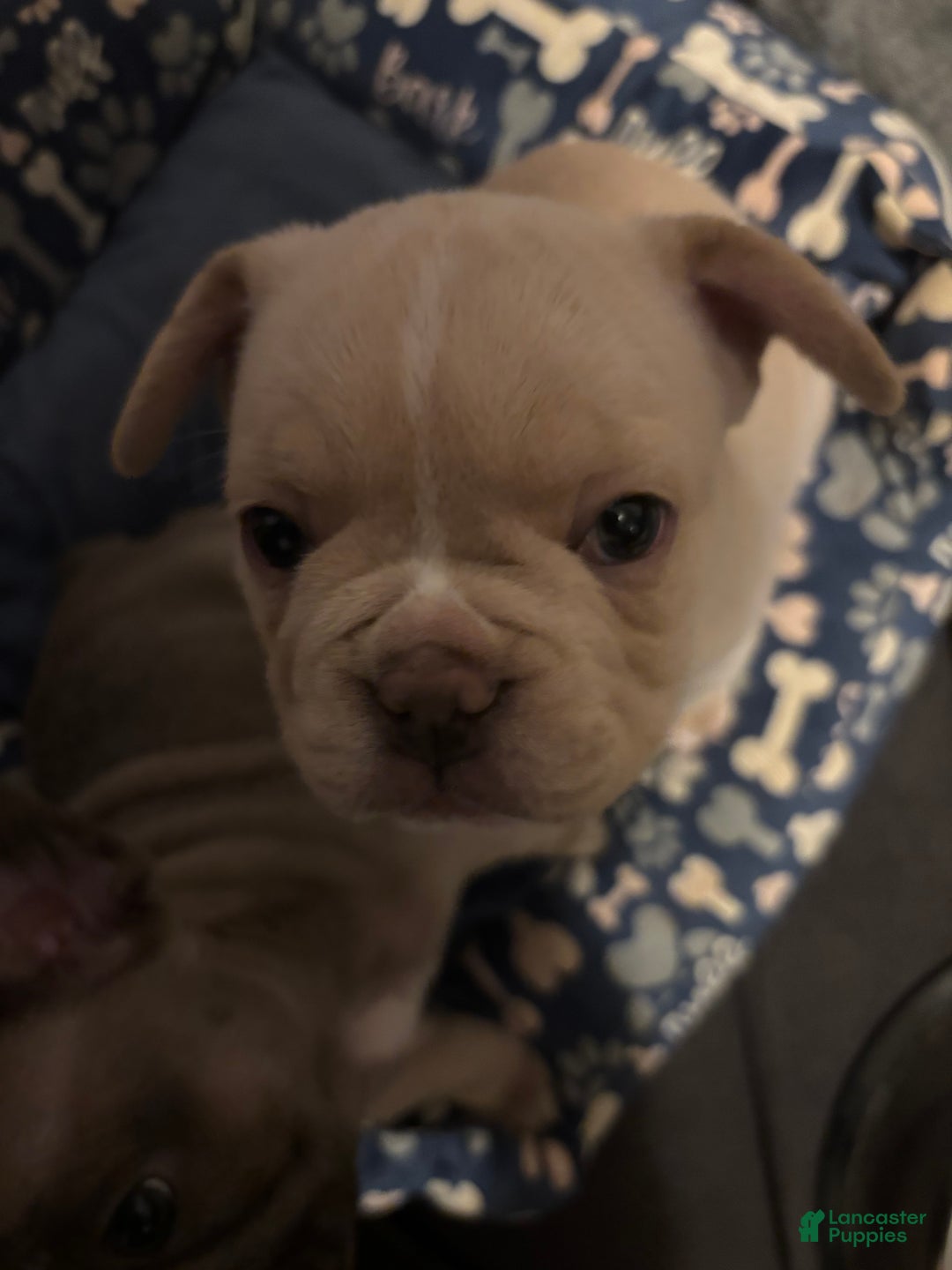 French Bulldog dogs for sale: Lila - Ad 10
