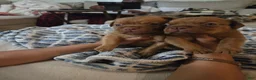 Bullmastiff dogs for sale: Red Female - Ad 4