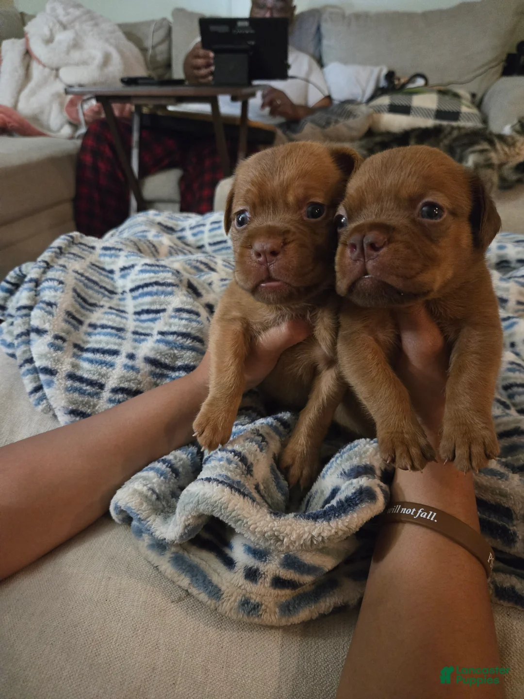 Bullmastiff dogs for sale: Red Female - Ad 4