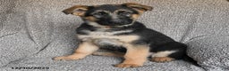 German Shepherd dogs for sale: Skyler - Ad 3
