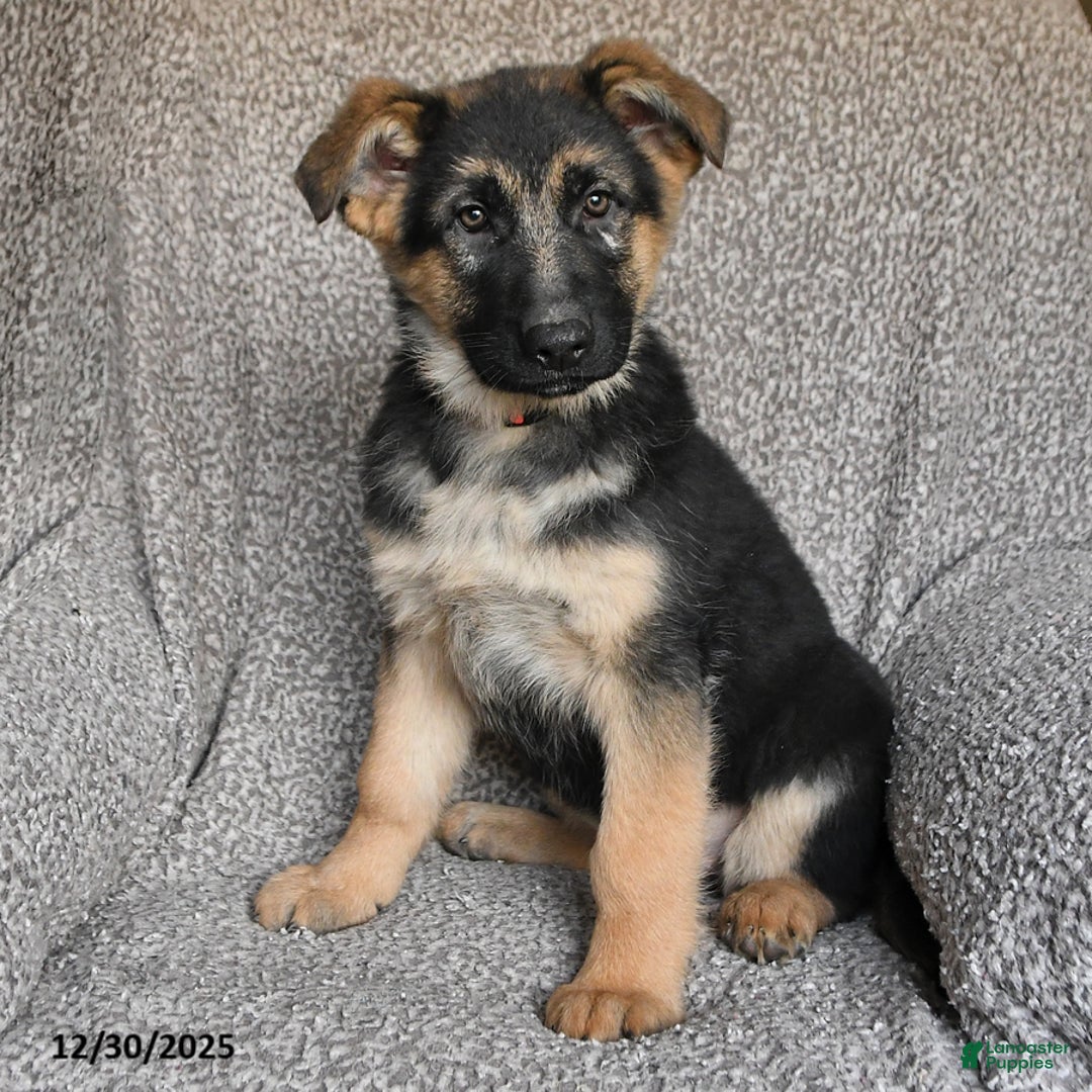 German Shepherd dogs for sale: Skyler - Ad 3