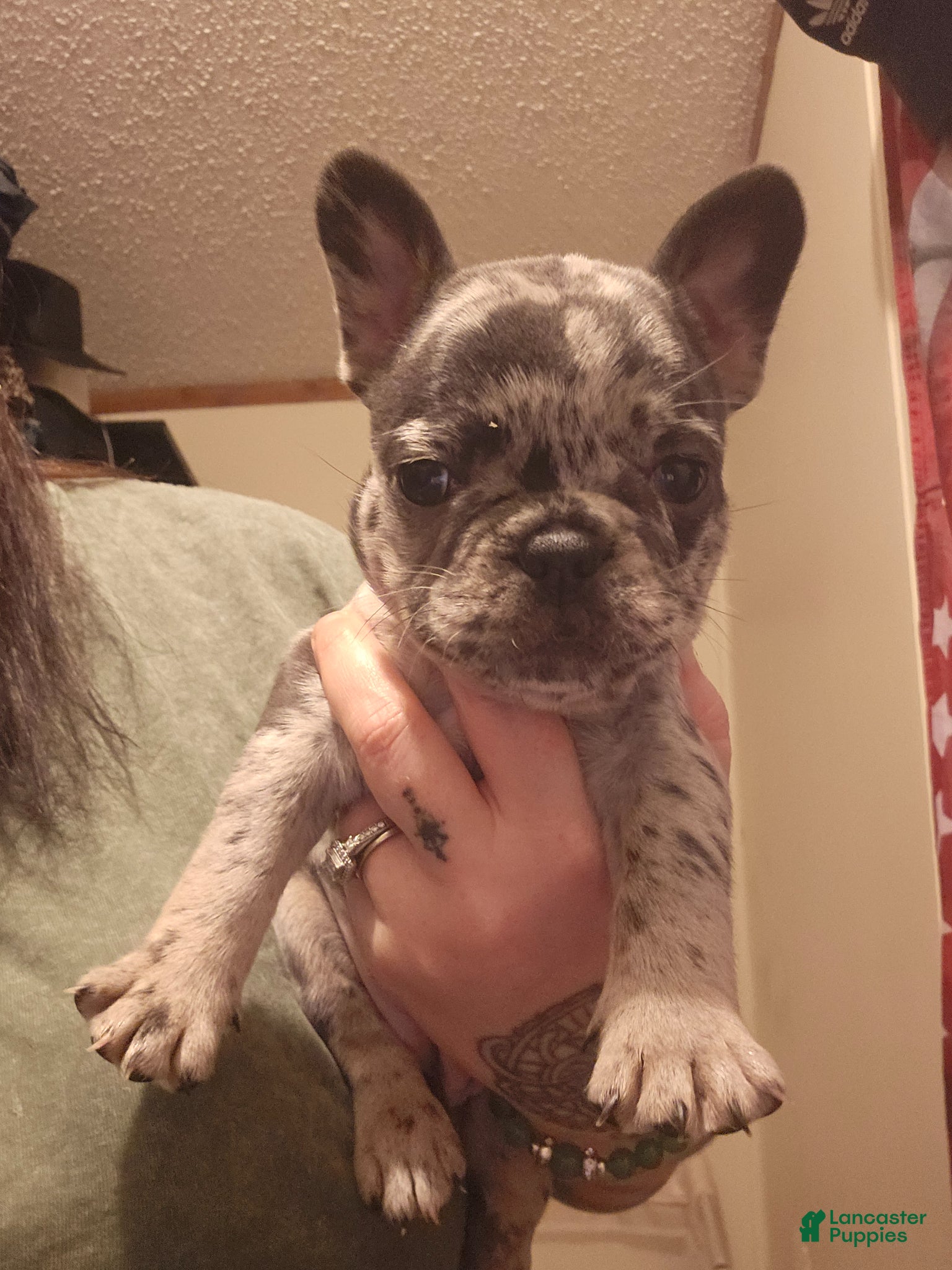 French Bulldog dogs French Bulldog Puppy 2 - Ad 2
