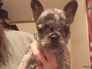 French Bulldog dogs French Bulldog Puppy 2 - Ad 27