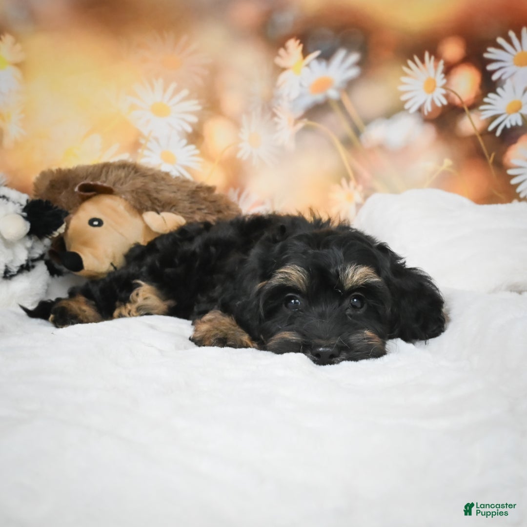 Cockapoo dogs for sale: Carter - Ad 6