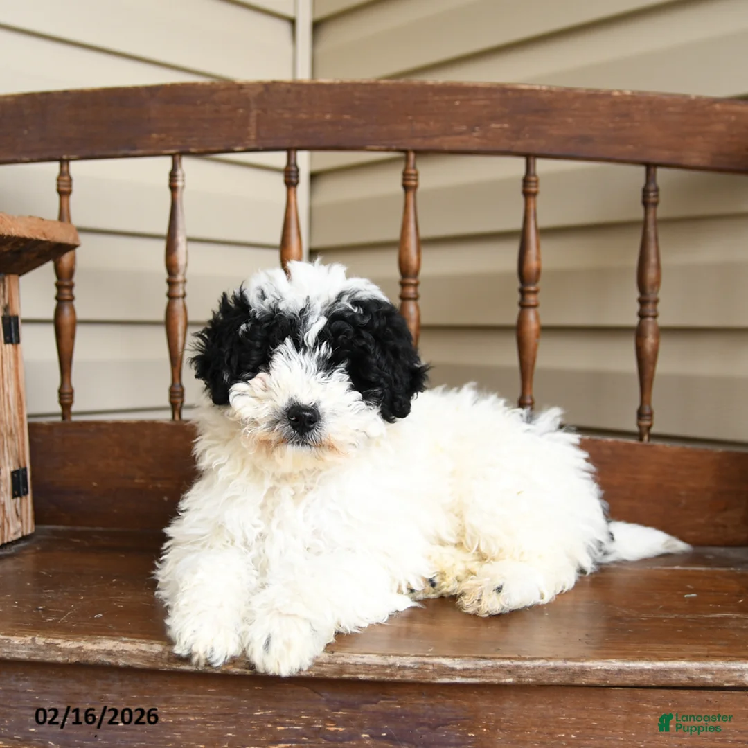 Miniature Labradoodle dogs for sale: Snickers - Ad 2