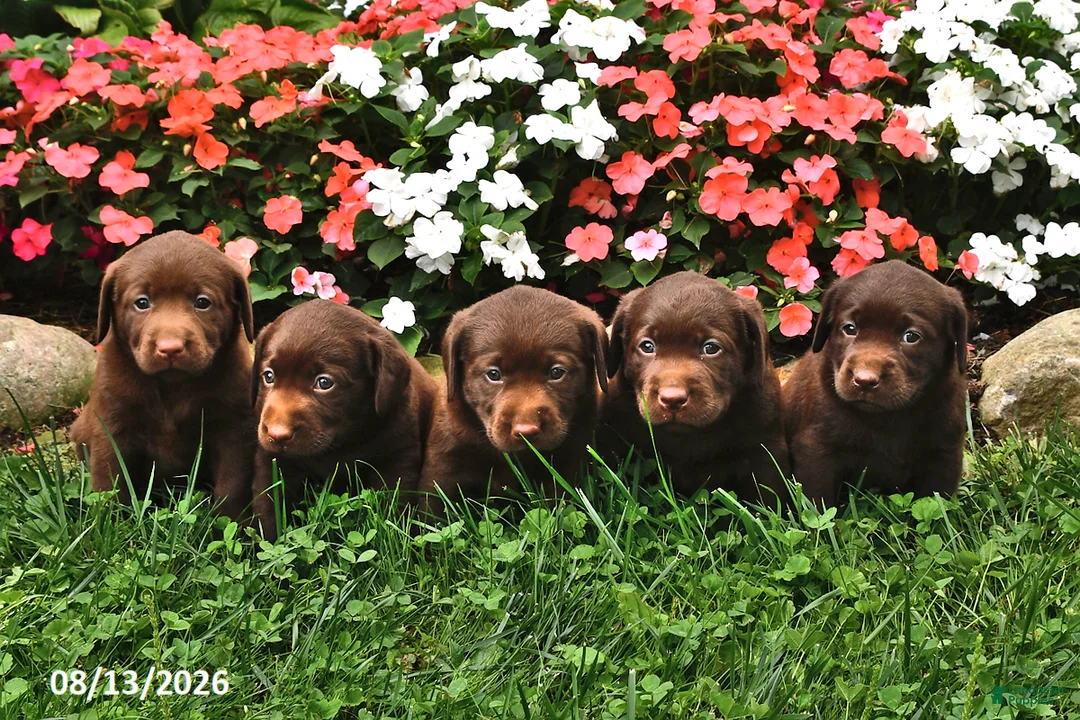 Labrador Retriever dogs for sale: Arielle - Ad 3