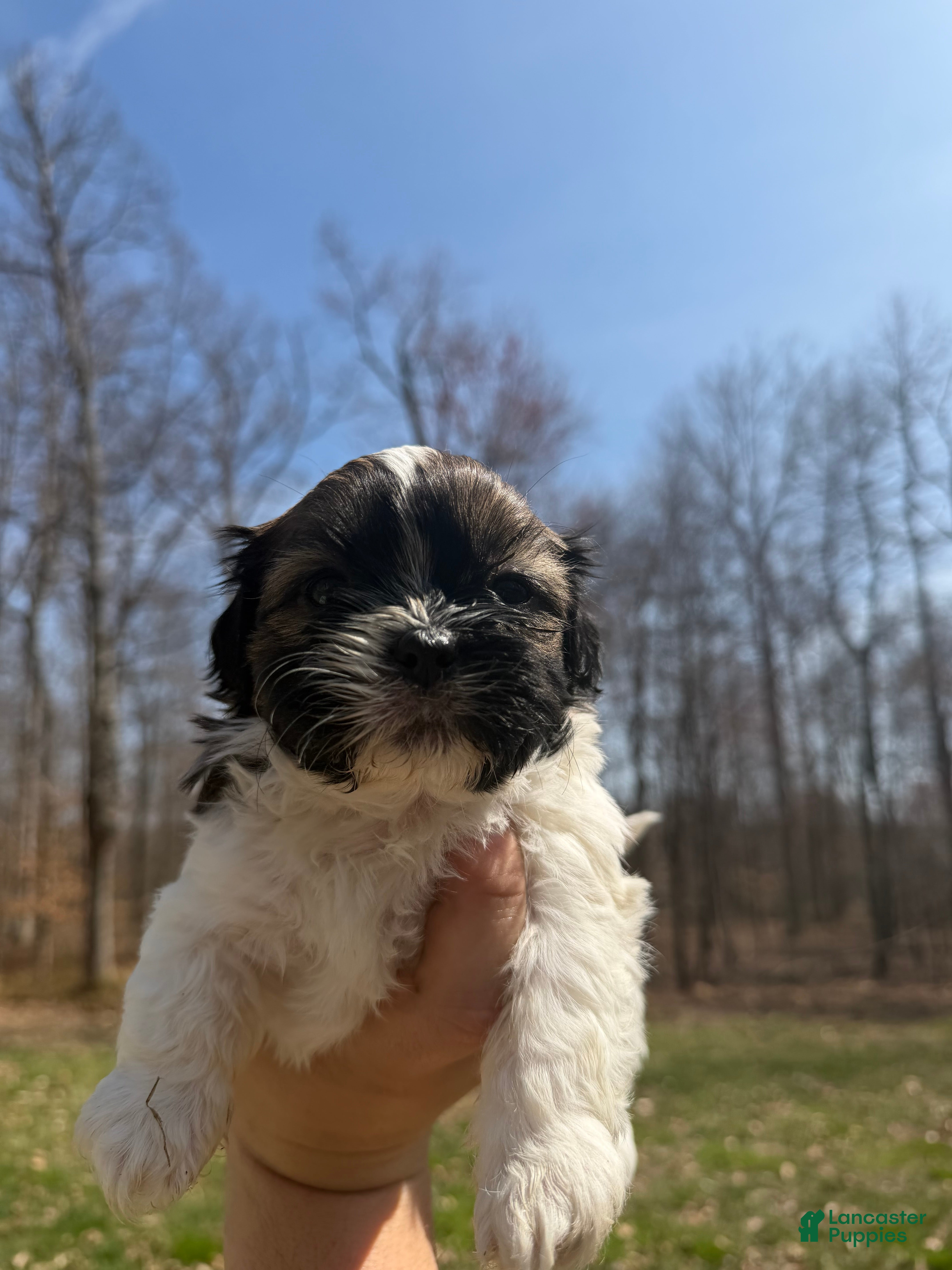 Shih Tzu dogs Maxwell - Ad 2
