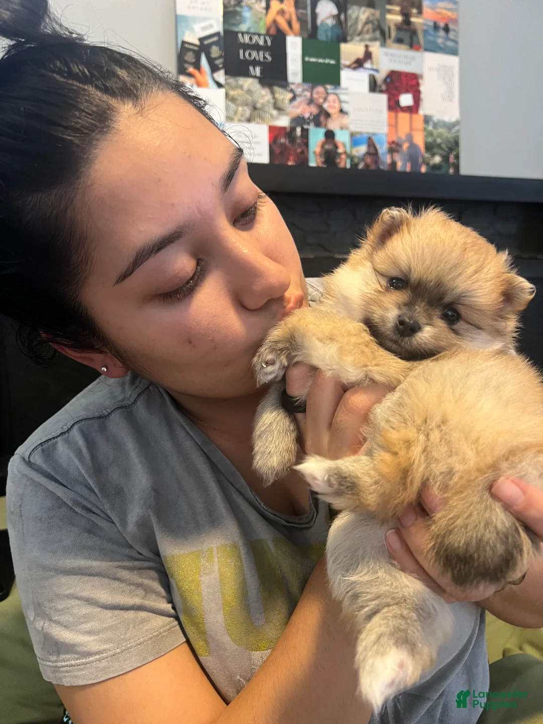 Pomeranian dogs for sale: Lady - Ad 1