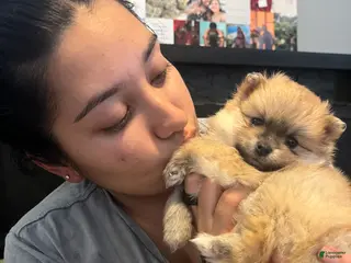 Pomeranian dogs for sale: Lady - Ad 3