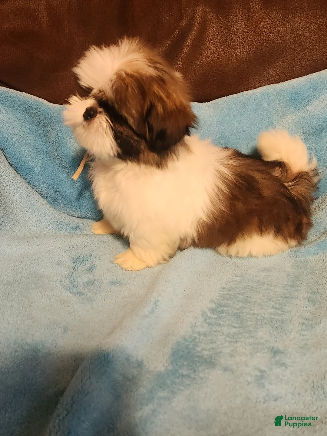 Shih Tzu dogs for sale: Shih Tzu Puppy 5 - Ad 3