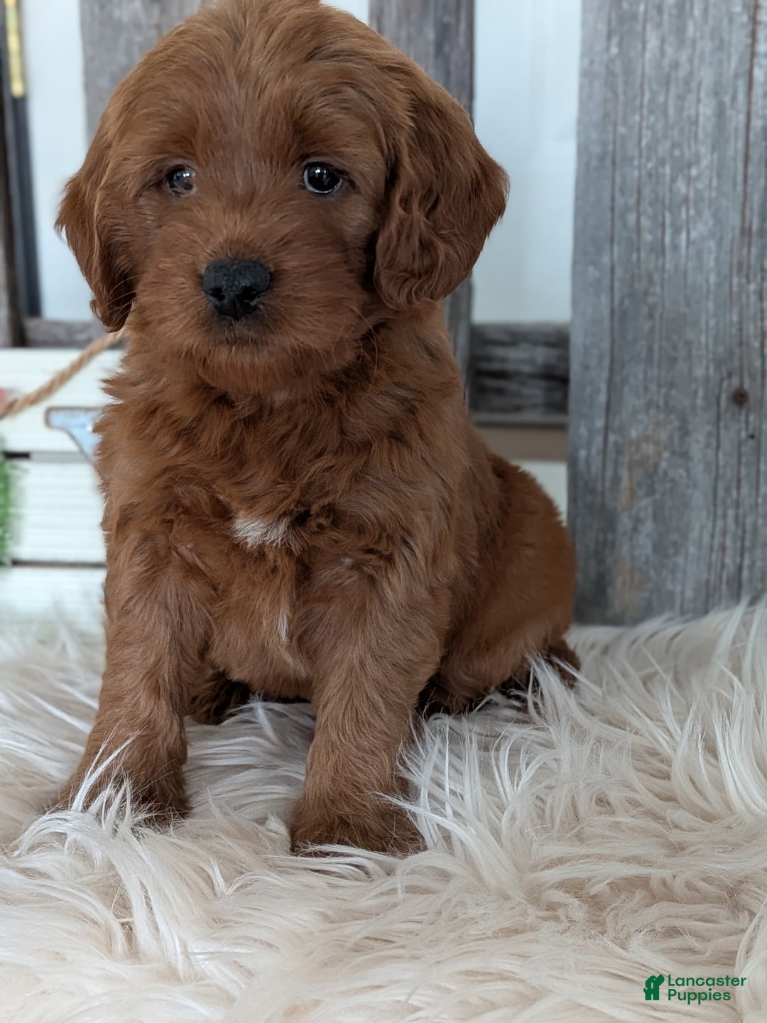 Goldendoodle dogs for sale: Honey  - Ad 5