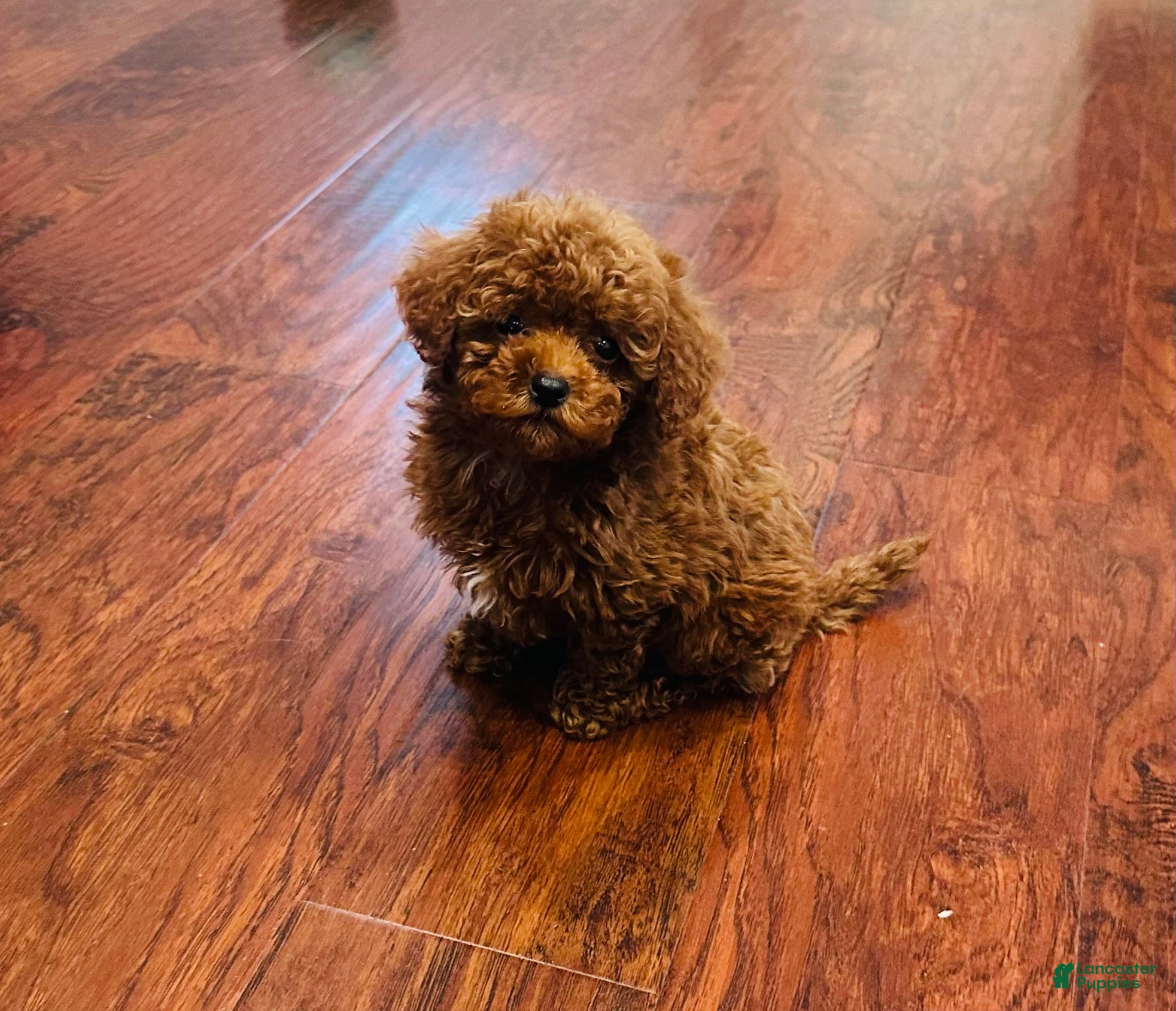 Toy Poodle dogs Toy Poodle Puppy 1 - Ad 10