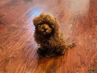 Toy Poodle dogs Toy Poodle Puppy 1 - Ad 13