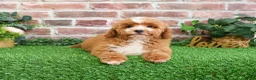 Mini Goldendoodle dogs for sale: Spaghetti - Ad 12