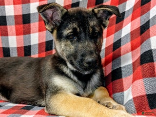 Gerberian Shepsky dogs - Ad 13