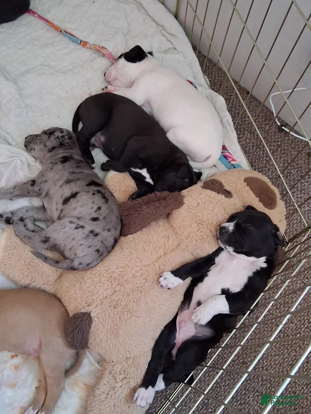 Mixed Breed dogs for sale: Chunk - Ad 1