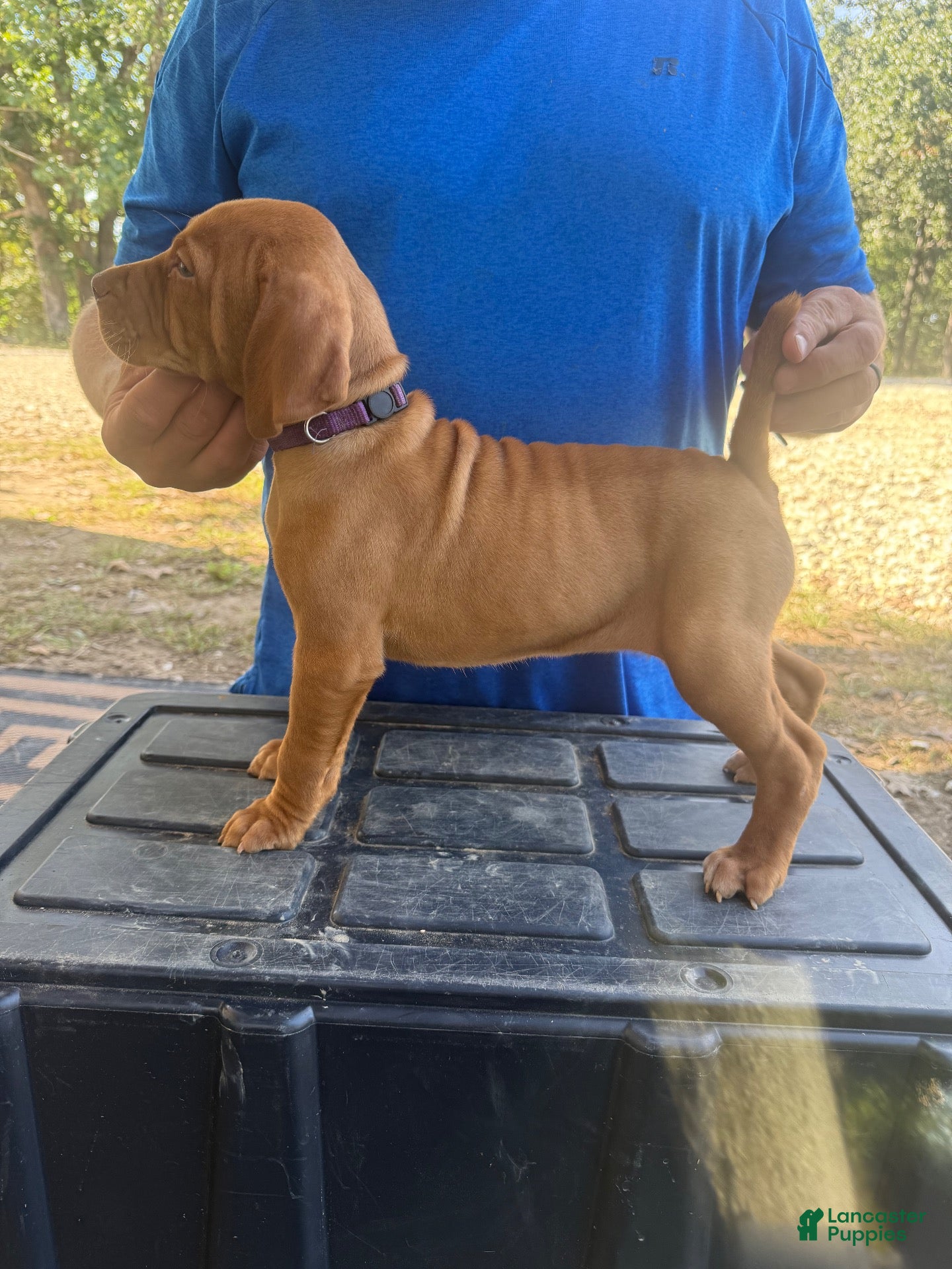 Vizsla dogs Purple  - Ad 9