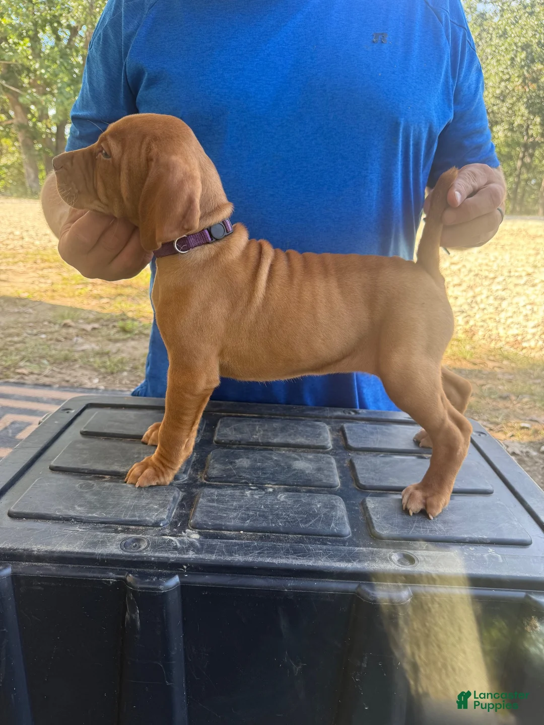 Vizsla dogs for sale: Purple  - Ad 1
