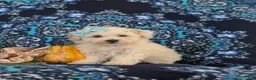 Maltipoo dogs for sale: Jade Hypoallergenic - Ad 4