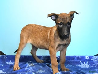 Belgian Malinois dogs Pablo - Ad 2