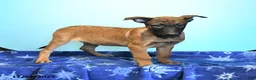 Belgian Malinois dogs for sale: Pablo  - Ad 11