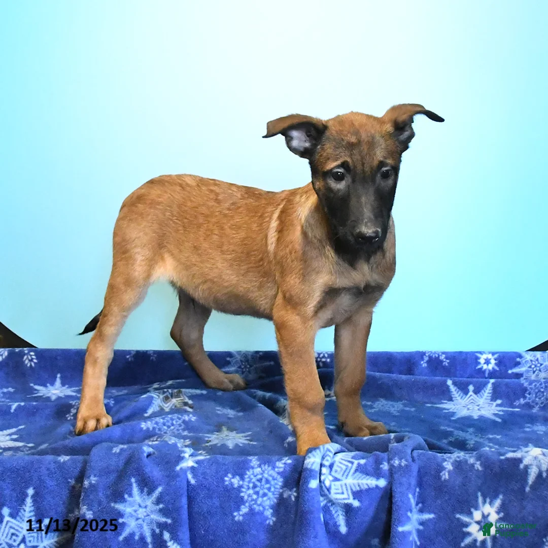 Belgian Malinois dogs for sale: Pablo  - Ad 11