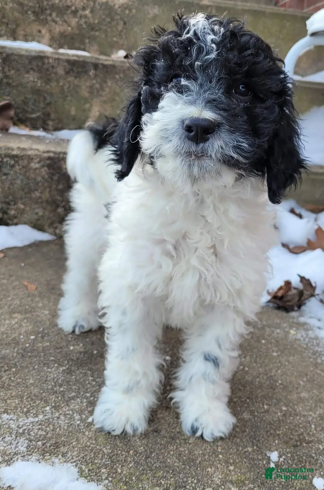 Goldendoodle dogs for sale: Koda Bear  - Ad 3