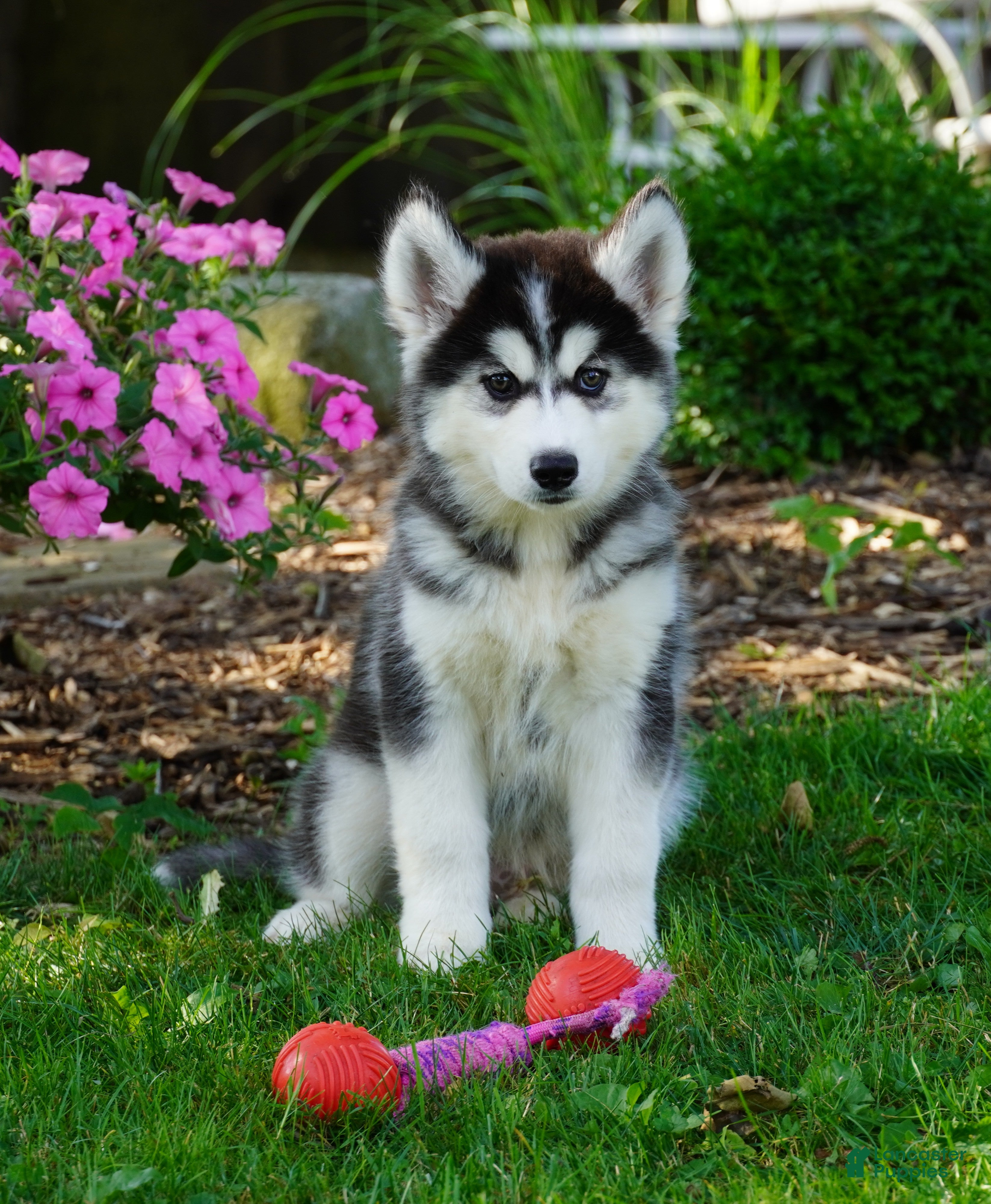 Siberian Husky dogs Timber - Ad 1