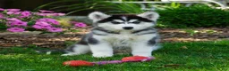 Siberian Husky dogs for sale: Timber - Ad 1