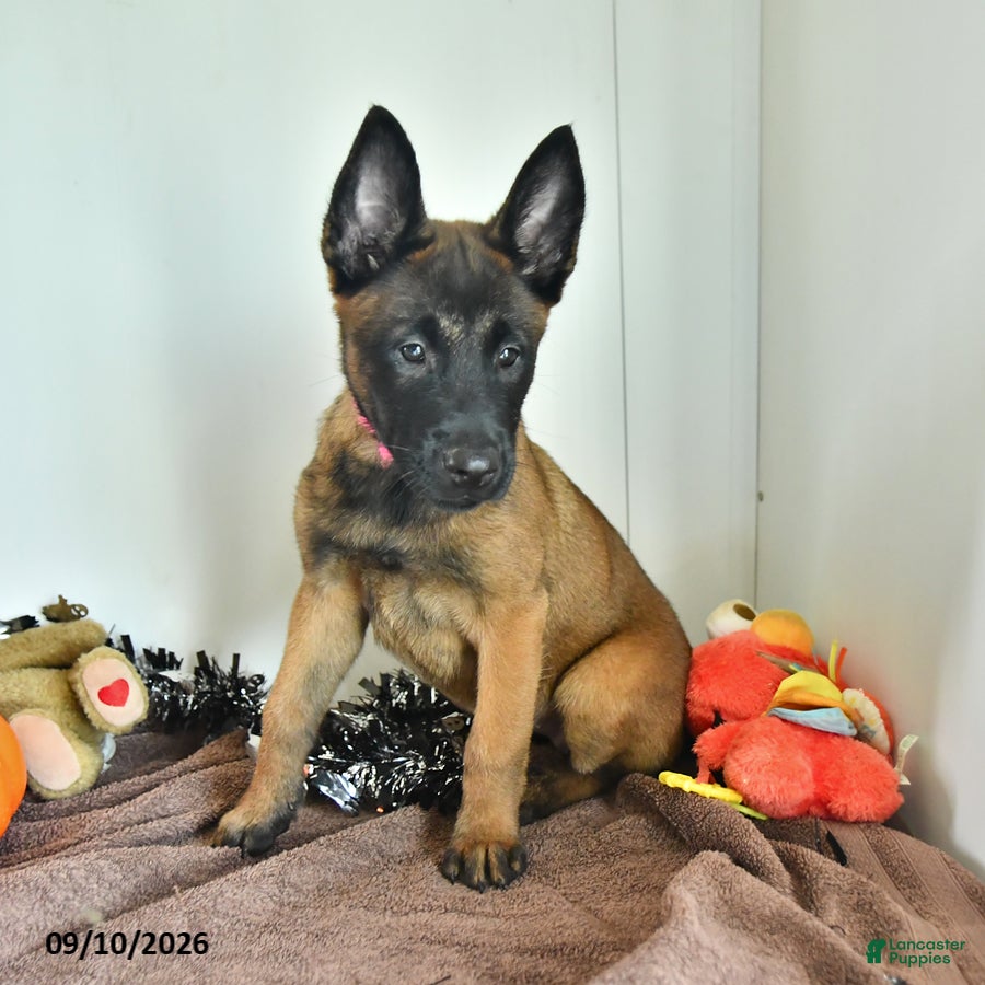 Belgian Malinois dogs Tonks - Ad 1