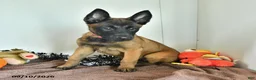 Belgian Malinois dogs for sale: Tonks - Ad 1
