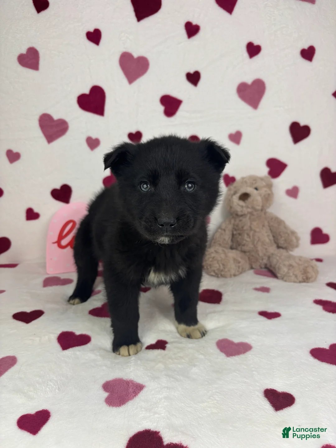 Mixed Breed dogs for sale: Cooper - Ad 4