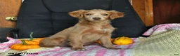 Cavapoo dogs for sale: Luke - Ad 3