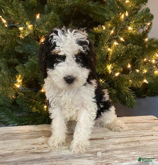 Mini Bernedoodle dogs Sweetie - Ad 20