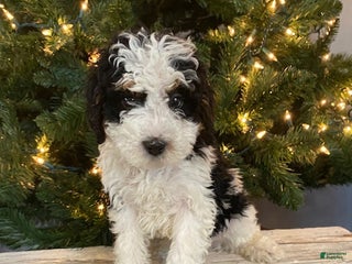 Mini Bernedoodle dogs Sweetie - Ad 20