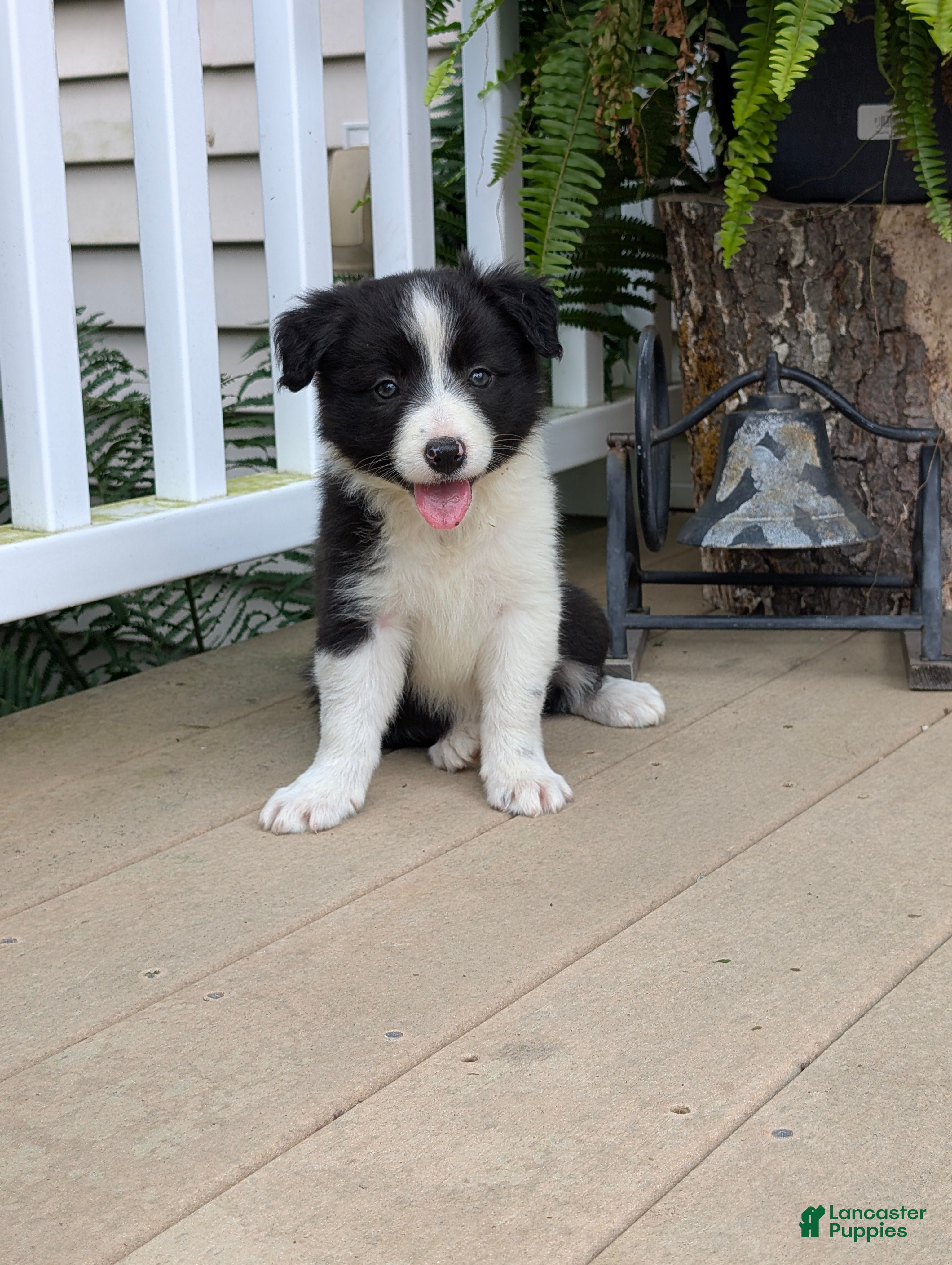 Border Collie dogs Tally - Ad 2
