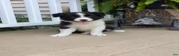 Border Collie dogs for sale: Tally - Ad 2