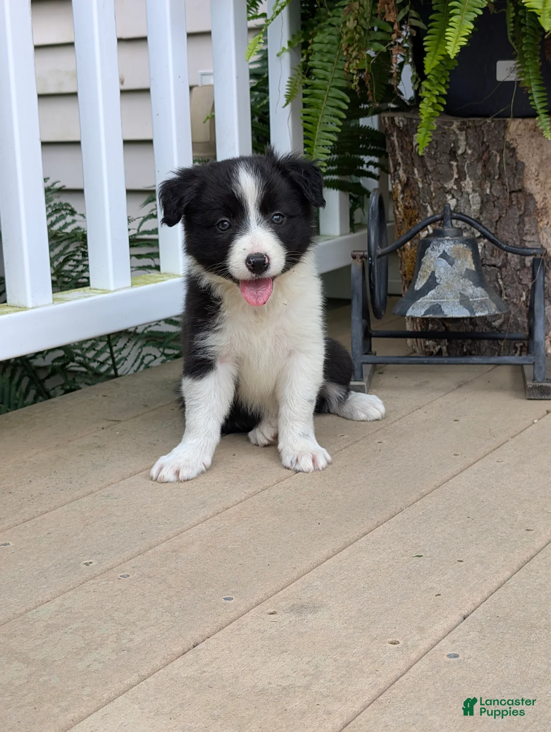 Border Collie dogs for sale: Tally - Ad 2