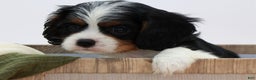 Cavalier King Charles Spaniel dogs for sale: Kye - Ad 11