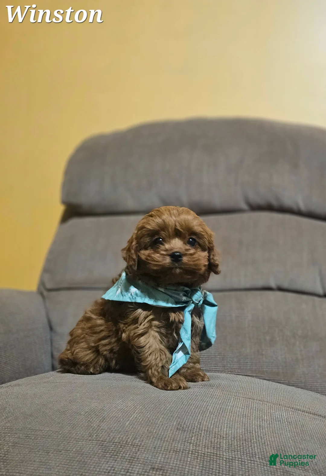 Cavapoo dogs for sale: Winston  - Ad 5