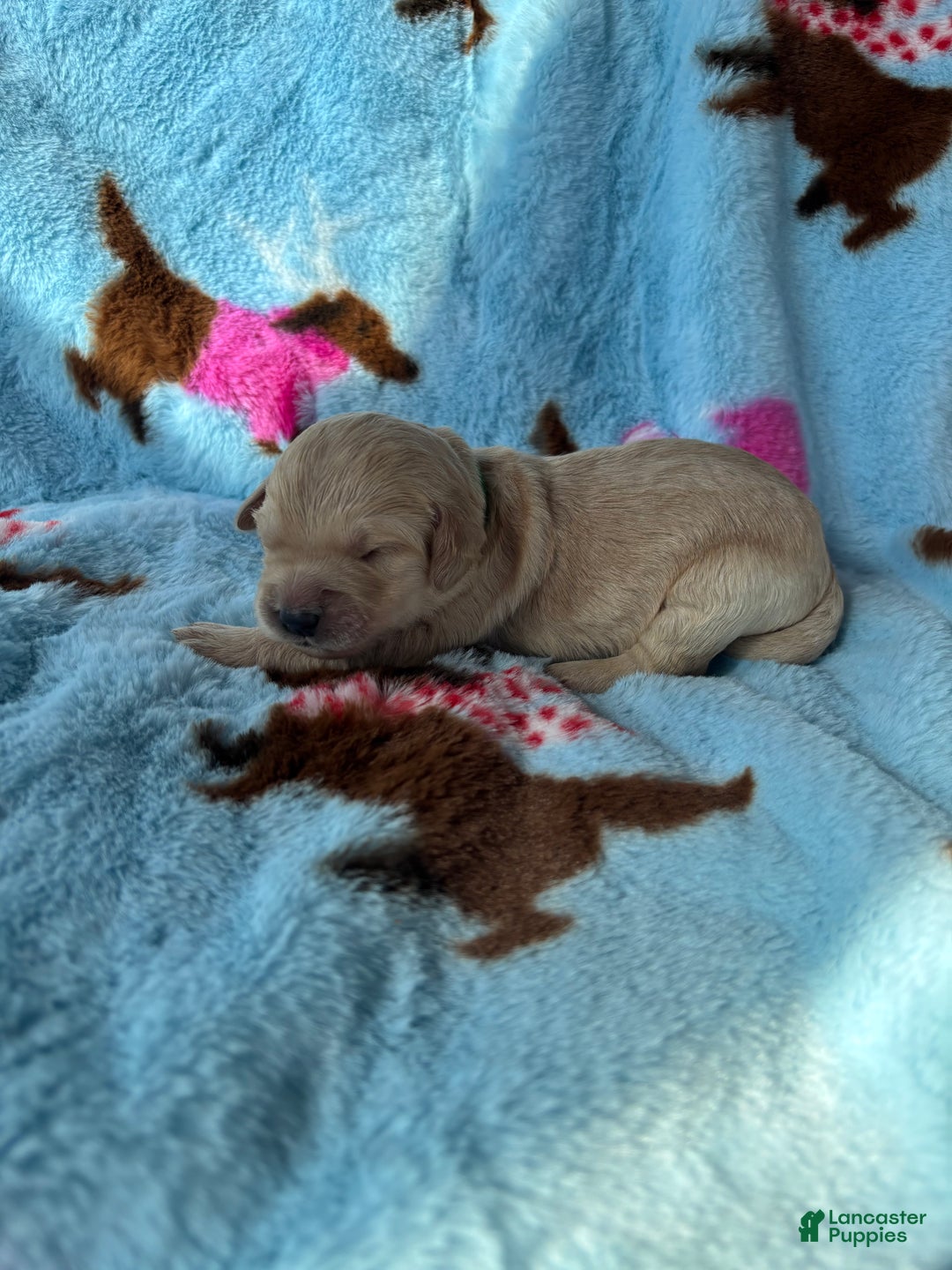 Goldendoodle dogs for sale: Nevada - Ad 6