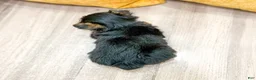 Yorkshire Terrier dogs for sale: Penny - Ad 5