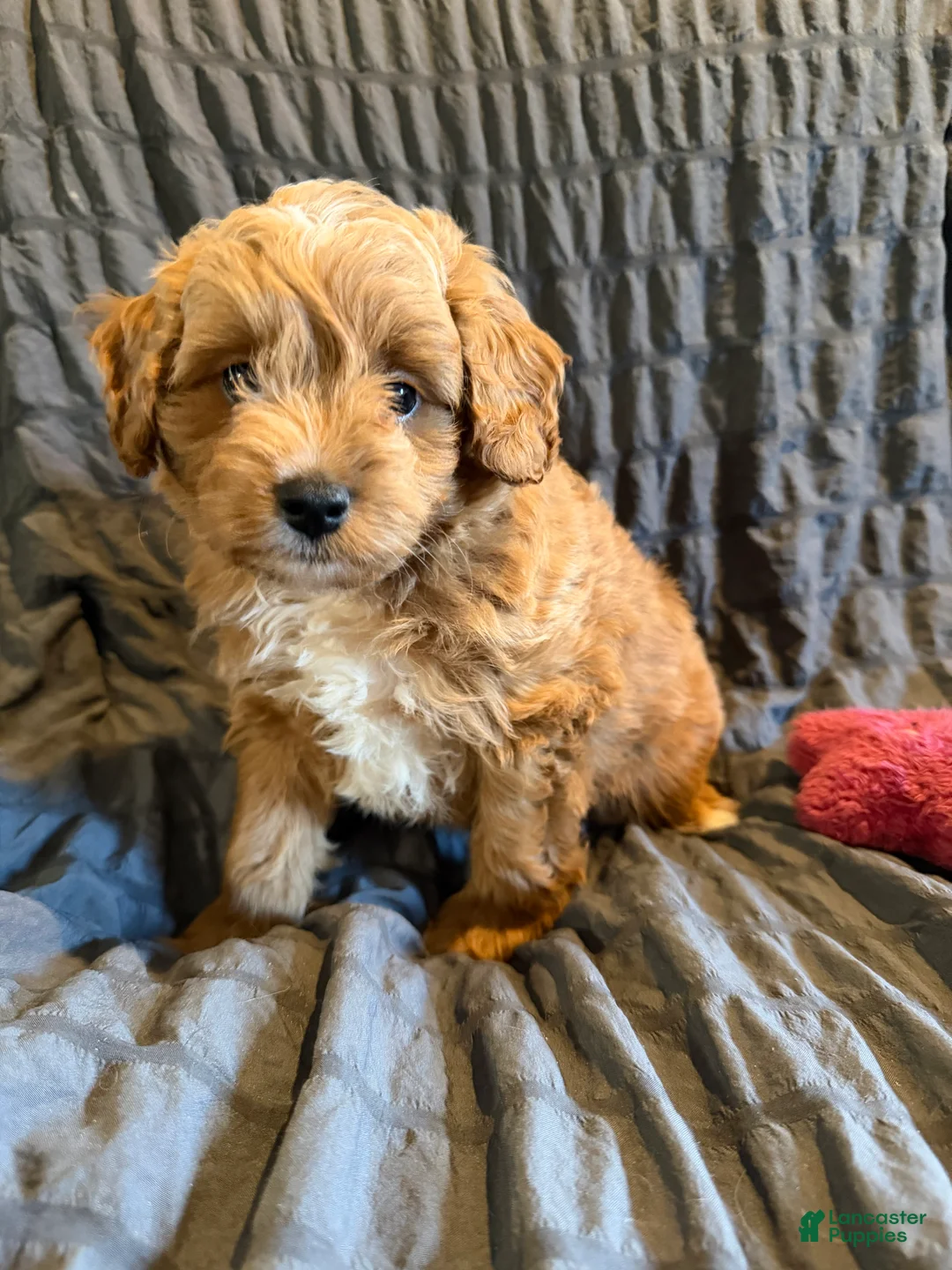 Mini Goldendoodle dogs for sale: Mini Goldendoodle Puppy 3 - Ad 2
