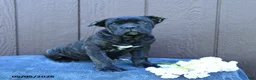 Cane Corso dogs for sale: Beauty - Ad 7